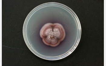 Photo of cultures of the fungus Gliocladium roseum that produce hydrocarbons.