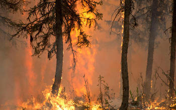 LTER scientists in Alaska work to determine what affects forest recovery after a fire.