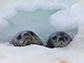 a Weddell seal pup (right) with its mother (left)