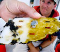 Photo of plastic that floated at the surface and carried a crab, algae and flying fish eggs.