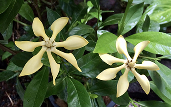 Gardenia jasminoides