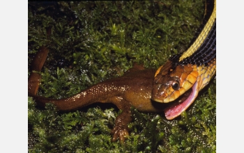 Some garter snakes have evolved the ability to eat toxic newts.