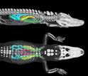 CT images of side and top views of a 24-pound American alligator, with 3-D views of lungs.