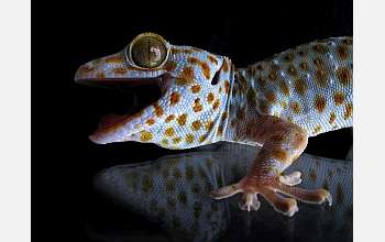 Geckos Grip Wet Surfaces With Tiny Hairs On Feet, Study Shows