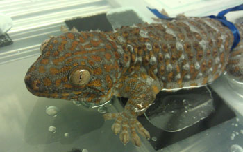 A tokay gecko (Gekko gecko) sits on a wet surface prior to adhesion tests.