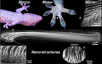 This collage illustrates gecko adhesion,  from toes to nanostructures.