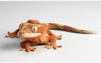 Photo of a gecko, which has a unique ability to scamper across shear surfaces and vertical walls.