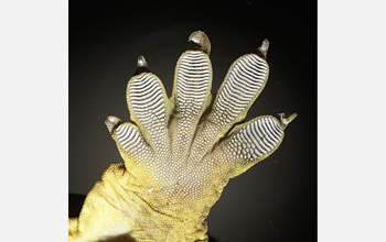 A close-up image of a gecko's foot.
