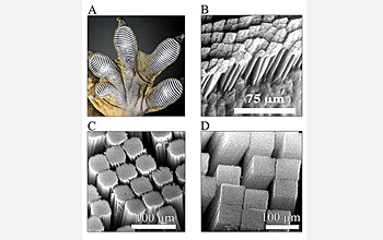 Photo of magnified gecko foot pads and carbon nanotube analogs developed in Dhinojwala's laboratory.