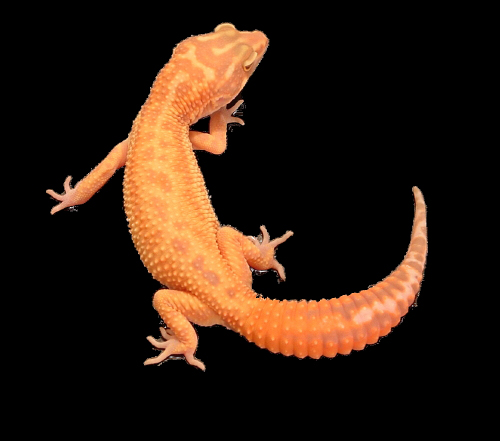 gecko toolkit download for mac