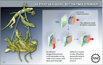 Displaying the power of a new adhesive, a gecko holds nine more geckos while hanging off a ledge