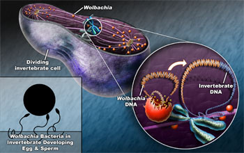 Wolbachia DNA is integrated into the host cells' DNA.