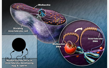 Wolbachia DNA is integrated into the host cell's DNA