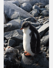 A Gentoo penguin on Petermann Island, near the Antarctic Peninsula.