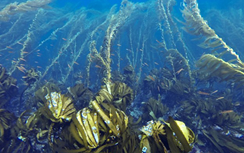 Sea palms and giant kelp lean into the current