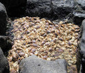 Dungeness crabs washed up on a beach in Oregon