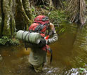 Man walking through the swamps of Minkebe National Park in Gabon, Central Africa.