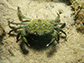 Green crabs are spreading on the U.S. West Coast.