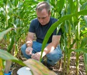 Researcher AJ Ozanich collects greenhouse gas samples in a Kellogg Biological Station corn field.