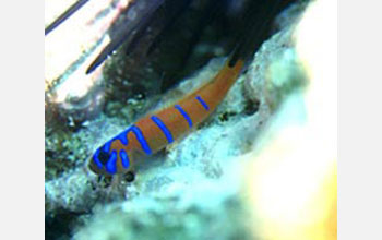 Bluebanded Gobies (<em>Lythrypnus dalli</em>)