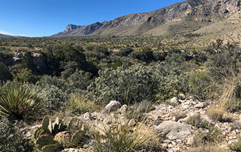 The Chihuahuan Desert creates a barrier to dispersal of many plants. 