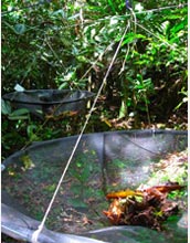 Photo of a seed trap created by Rogers and her colleagues out of screen and PVC pipe.