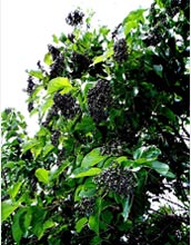 Photo of Premna obtusifolia, or False Elder, the fruiting tree on the island of Guam.