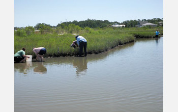 Photo of salt marsh samples being collected before the oil arrived.
