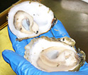 Photo of a gloved hand holding an opened oyster.