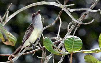 Dusky-capped flycatcher, Guyana