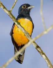 Violaceous trogon, Guyana