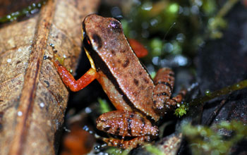 Poison dart frog, Guyana