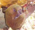 A moral eel in a coral reef