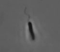 Video showing H. pylori bacterium struggleing to move in a mucin gel.