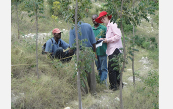 Photo of Sprenkle and her staffers measuring positions and heights of 2.5-year-old trees.