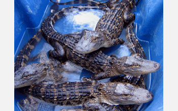 American alligators use their lungs as floatation airbags to help them dive, roll and maneuver