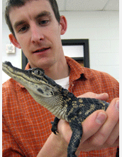 University of Utah doctoral student in biology holds a juvenile American alligator