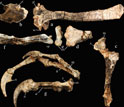 Photo showing individual bones of  Haplocheirus sollers: shoulder girdle (a,b), arm (c-f), hand (g).