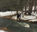 Scientists gauge streamflow in the Sagehen Experimental Watershed in California.