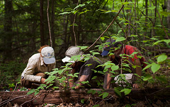 Photo of threeHarvard Forest ecologists examining wood in the hurricane re-creation experiment.