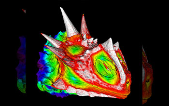 3D color scan of the head of a Texas horned lizard