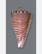 Cone snail species <em>Conus hirasei</em>