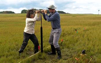 Margot Saher (left) and Roland Gehrels work together to obtain a sediment core from Barn Island salt marsh