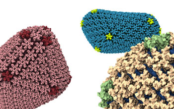 Atomic-level detailed simulations of the HIV capsid.