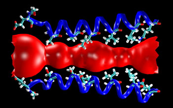 Model of an acetylcholine receptor