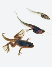Scientists recently discovered that the hormone leptin regulates limb growth in tadpoles.
