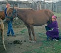 Photo of a woman milking a mare.