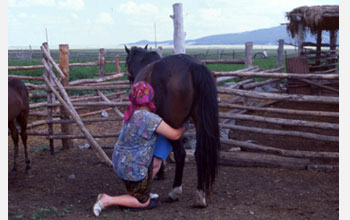 Photo of a Kazakh woman milking mare at Kenetkul village, northern Kazakhstan.