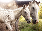 Curly mare (Rina) and her leopard spotted foal.