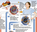 Illustration showing how a flu virus transforms and spreads.